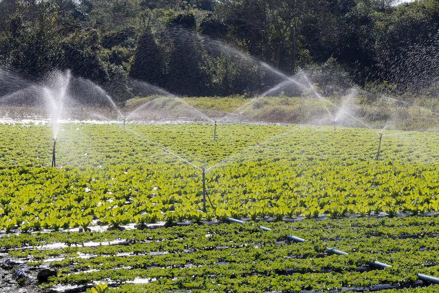 Irrigation Systems, West Palm Beach Drainage & Sprinkler Systems